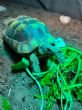 Margianted : Young approx 5 years old (Bubbles)